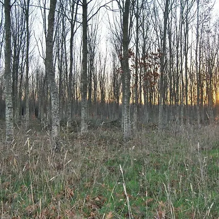 Casa Loisiana * O Pino